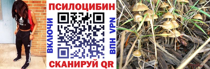 купить наркотики сайты  ссылка на мегу tor  Галлюциногенные грибы Psilocybe  Павловская 